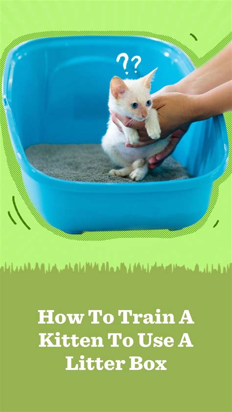 best litter for kittens|kittens litter box training age.